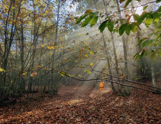 Otoño en el castañar de Valdejetas
