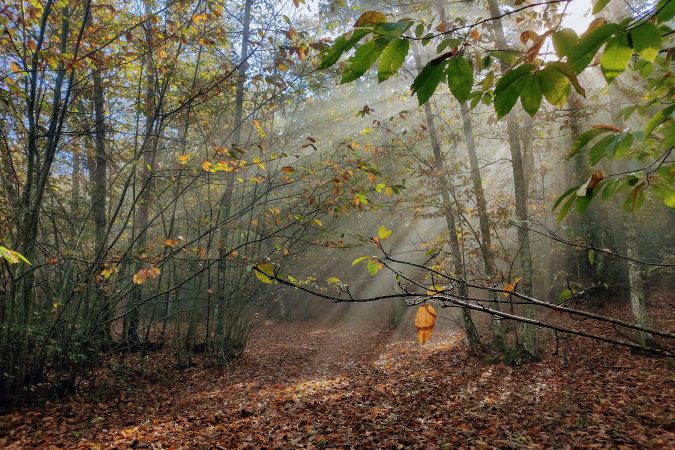 Otoño en el castañar de Valdejetas - Senderos Cordoba