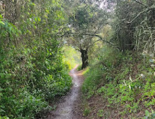 Paseo por el arroyo Pedroche