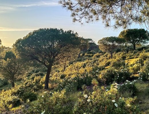 Miércoles en la Sierrezuela de Villafranca