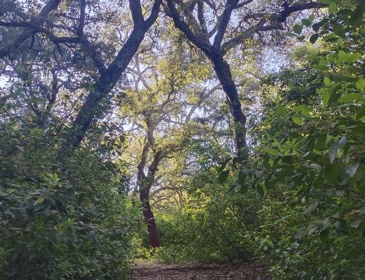 Torre de las Palomas