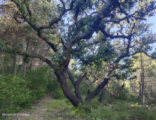 Paseo por la Torre de las Palomas