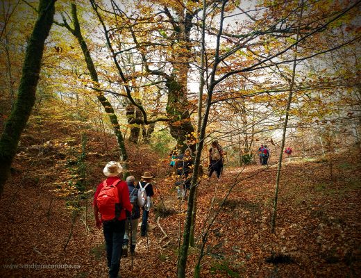 Otoño en la Selva de Irati