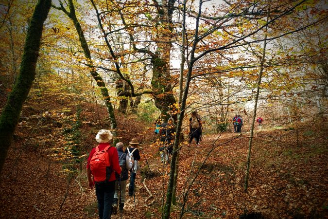 Otoño en la Selva de Irati - Senderos Cordoba