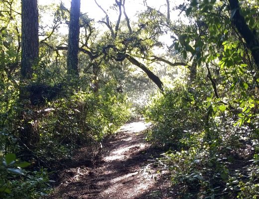 Paseo por la Torre de las Palomas