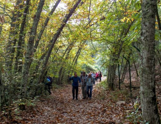 Paseo por los castañares de otoño