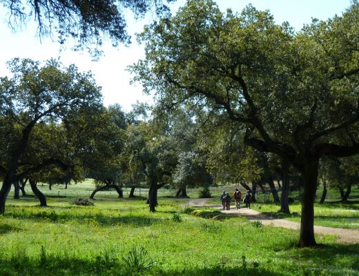 De Cerro Muriano a Córdoba por la Armenta